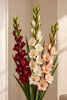 Gladiolus MIX – Sztuczny kwiat