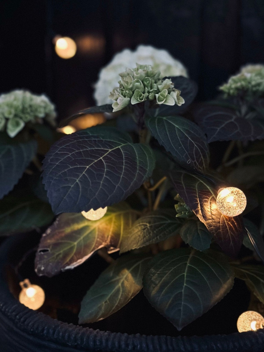 Łańcuch świetlny Bella z energią słoneczną - 50 LED
